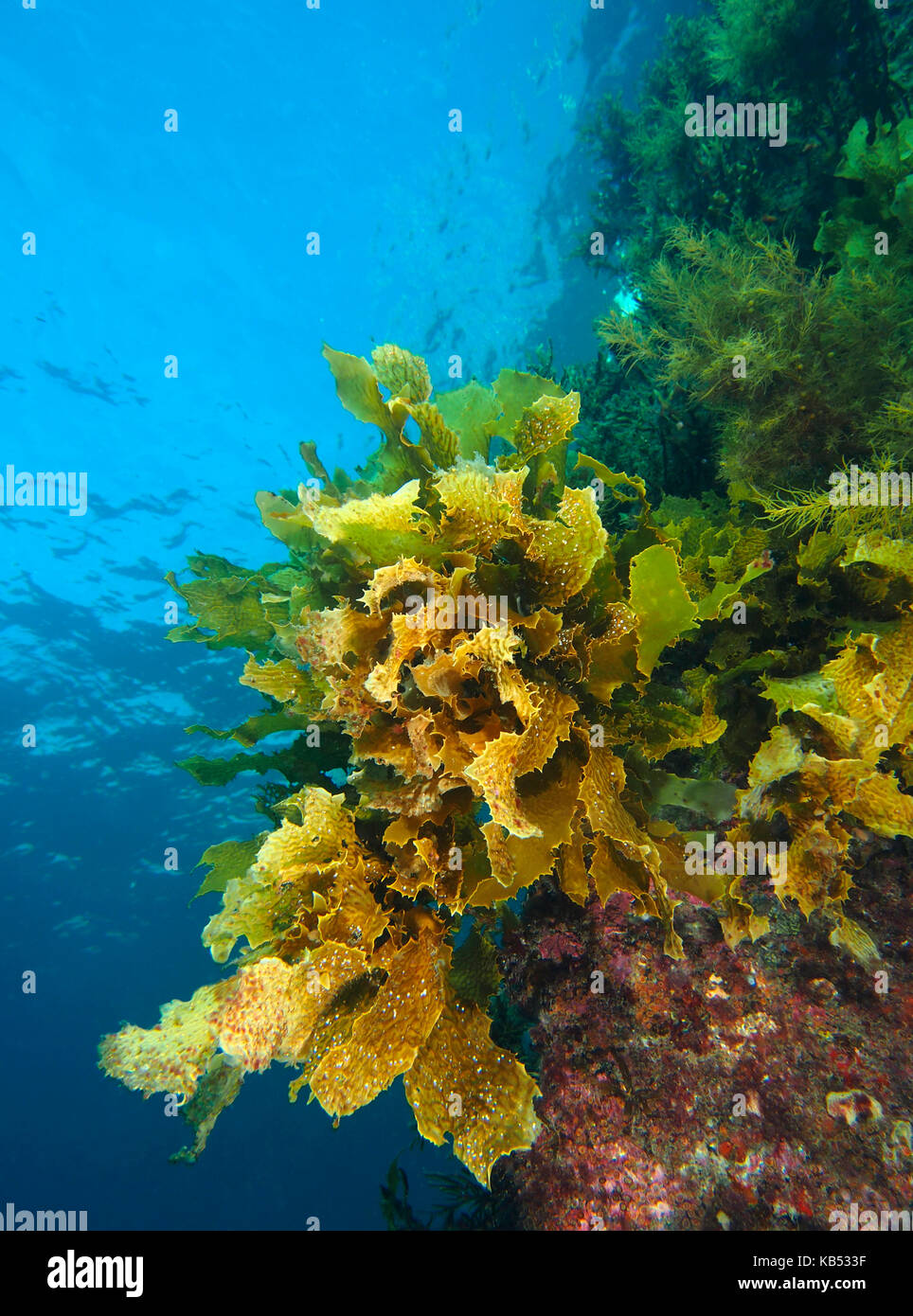 Alghe (ecklonia radiata) cresce abbondante sulla pilars della rapida yetti bay, Australia, Sud Australia, Yankalilla, rapid bay jetty Foto Stock