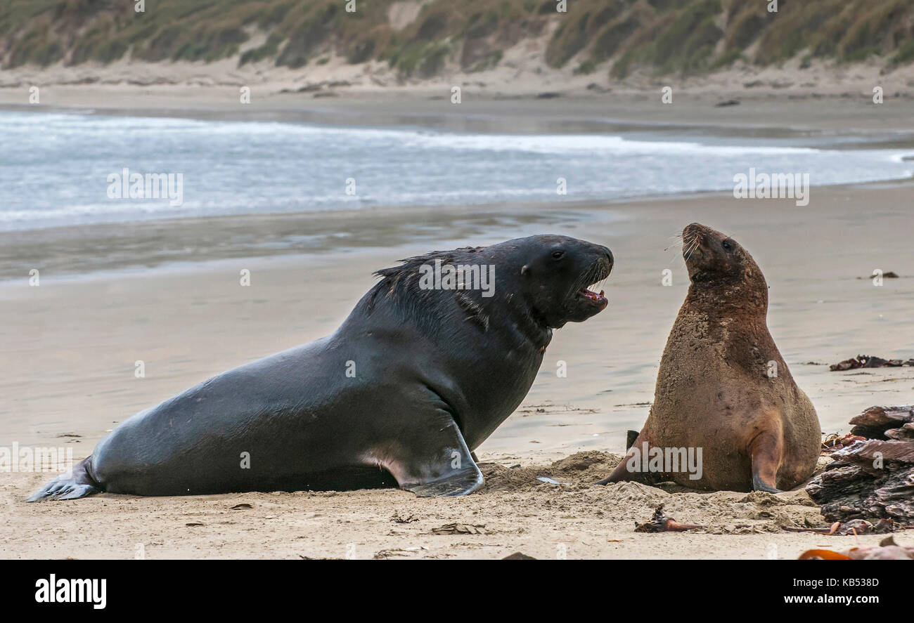 Nuova Zelanda Sea Lion (phocarctos hookeri) uscente dell'oceano di incontrarsi e di imprimere una femmina sulla spiaggia, nuova zelanda, catlins, surat bay riserva paesaggistica Foto Stock