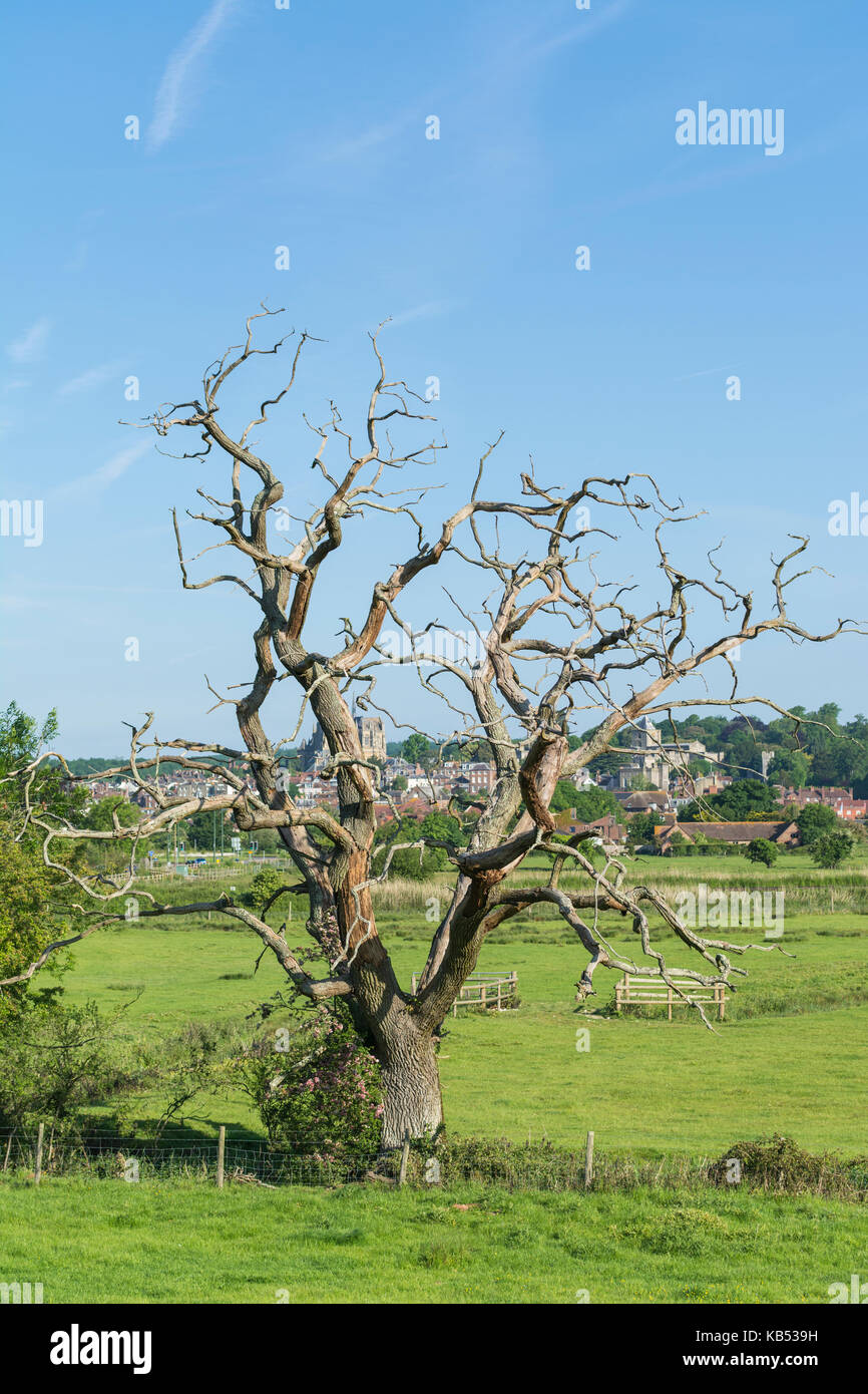 Morto albero sfrondato in autunno in un campo nel Regno Unito. Foto Stock