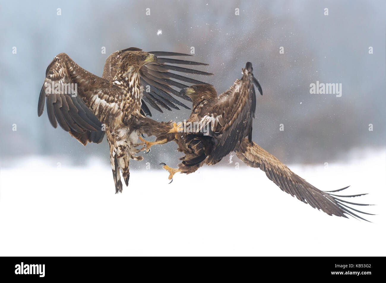 White Tailed eagle (Haliaeetus albicilla) combattimenti, Polonia Foto Stock