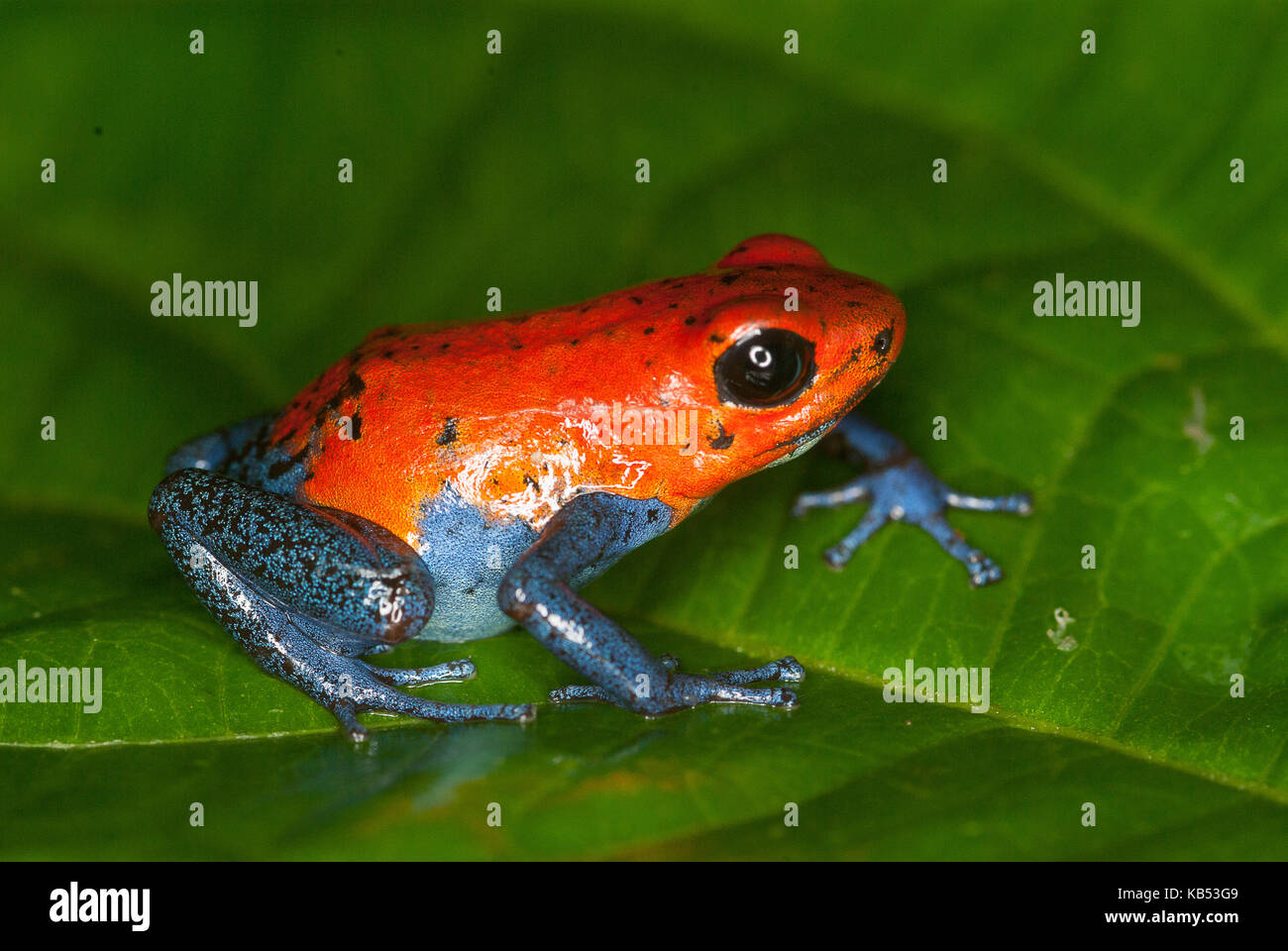 Kahka creek morph strawberry poison frog (oophaga pumilio) in appoggio su una foglia, Nicaragua Foto Stock