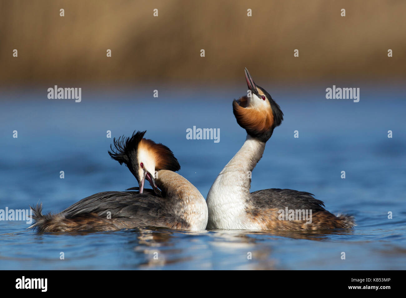 Svasso maggiore (Podiceps cristatus) coppia nel corteggiamento, Paesi Bassi Foto Stock