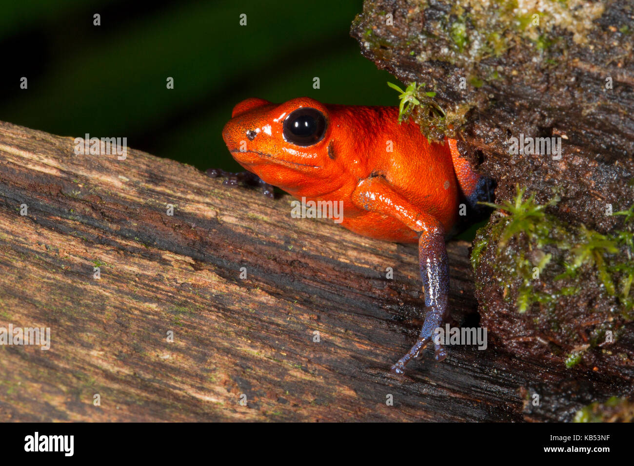 Strawberry poison dart frog (oophaga pumilio), Costa Rica Costa Rica Foto Stock