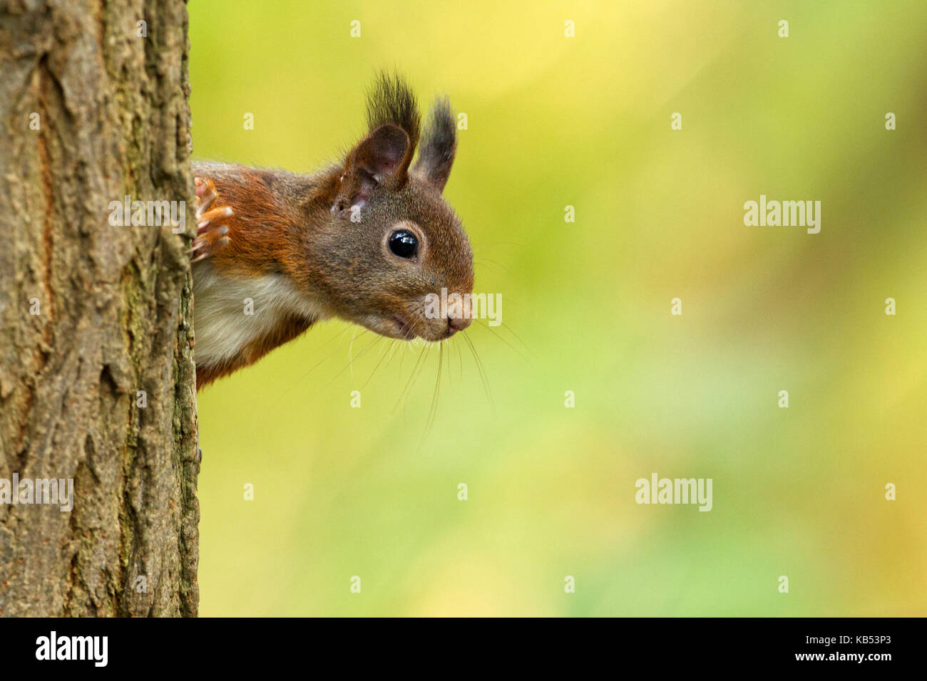 Eurasian red scoiattolo (Sciurus vulgaris) peeking intorno all albero, Paesi Bassi Foto Stock