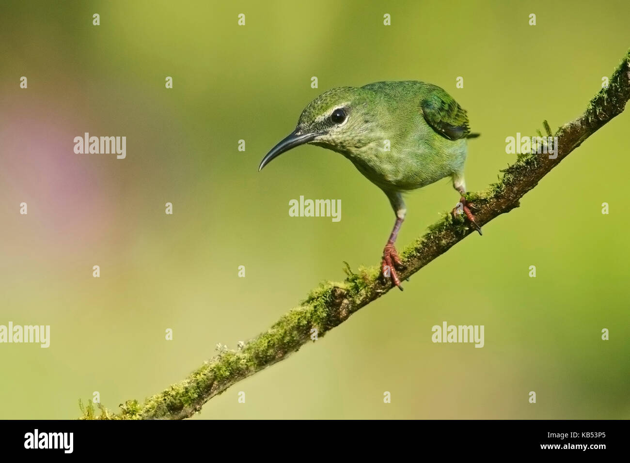 Red-gambe (honeycreeper cyanerpes cyaneus) femmina sul ramo, Costa Rica Foto Stock