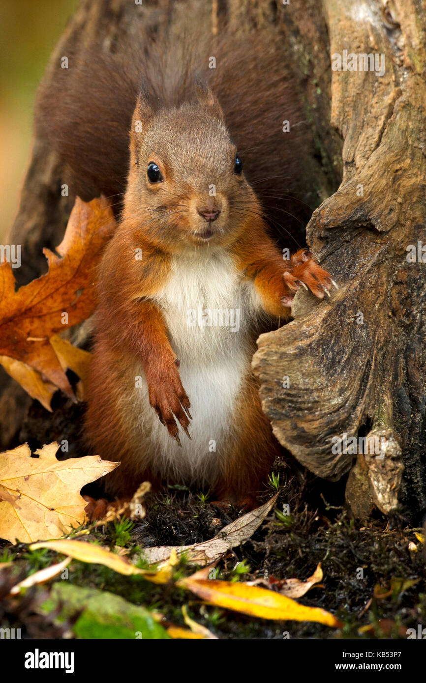Eurasian red scoiattolo (Sciurus vulgaris) accanto al ceppo di albero, Paesi Bassi Foto Stock