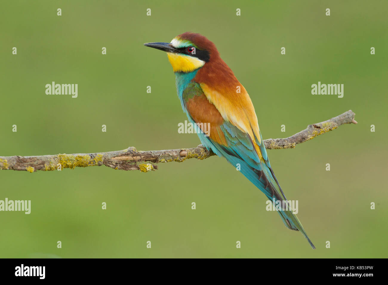 Unione Gruccione (Merops apiaster) appollaiato su un ramo, Francia Foto Stock