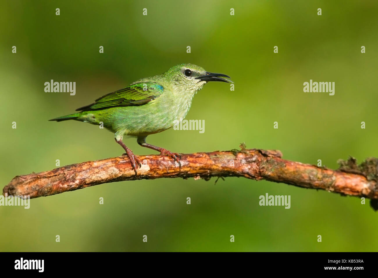 Red-gambe (honeycreeper cyanerpes cyaneus) femmina, Costa Rica Costa Rica Foto Stock