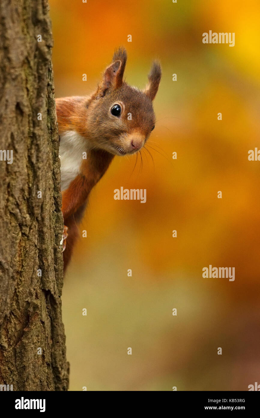 Red scoiattolo (Sciurus vulgaris) guardando da dietro un tronco di albero, Paesi Bassi Foto Stock