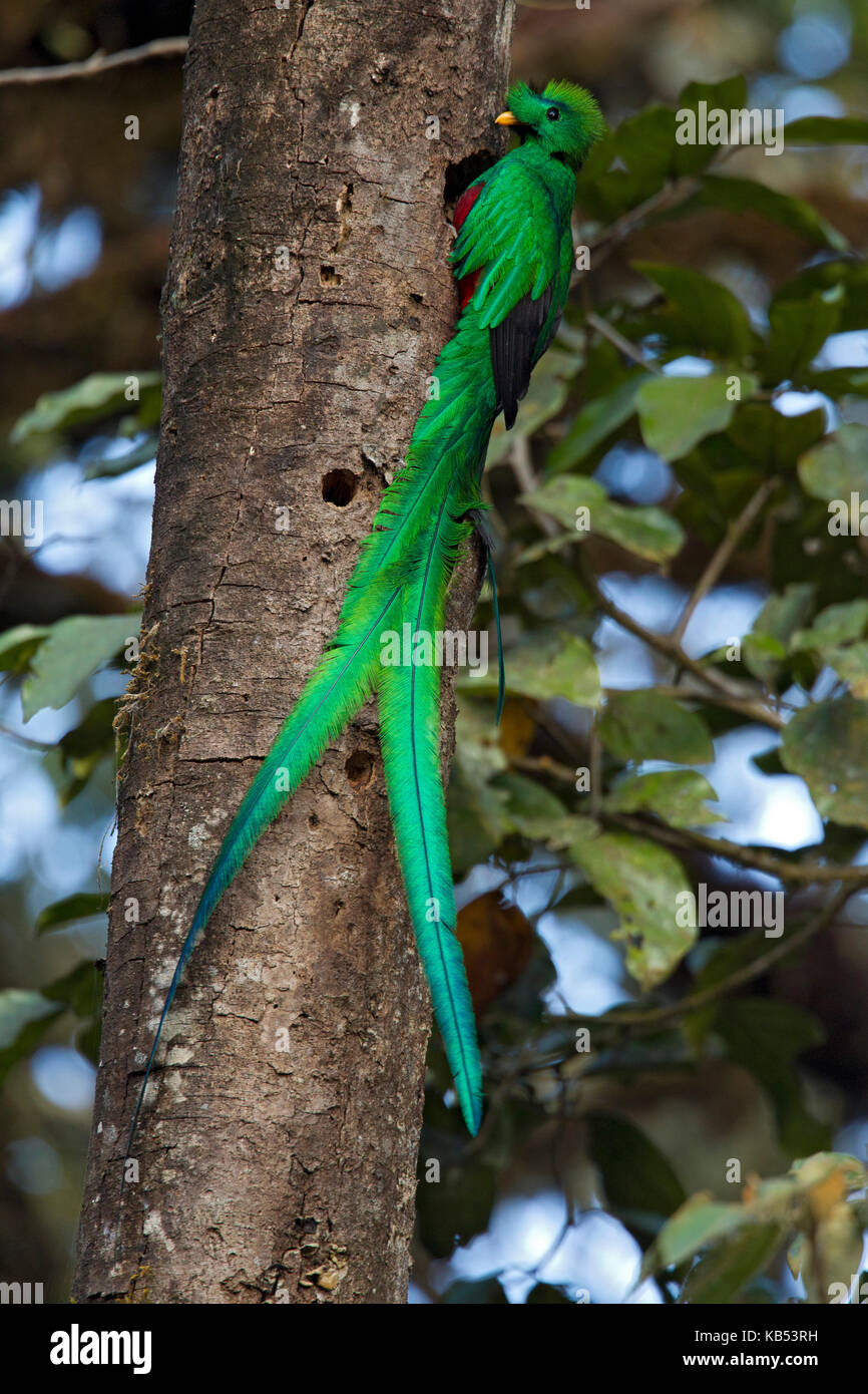Risplendente quetzal (Pharomachrus mocinno) a nido ingresso, Costa Rica, Costa Rica Foto Stock