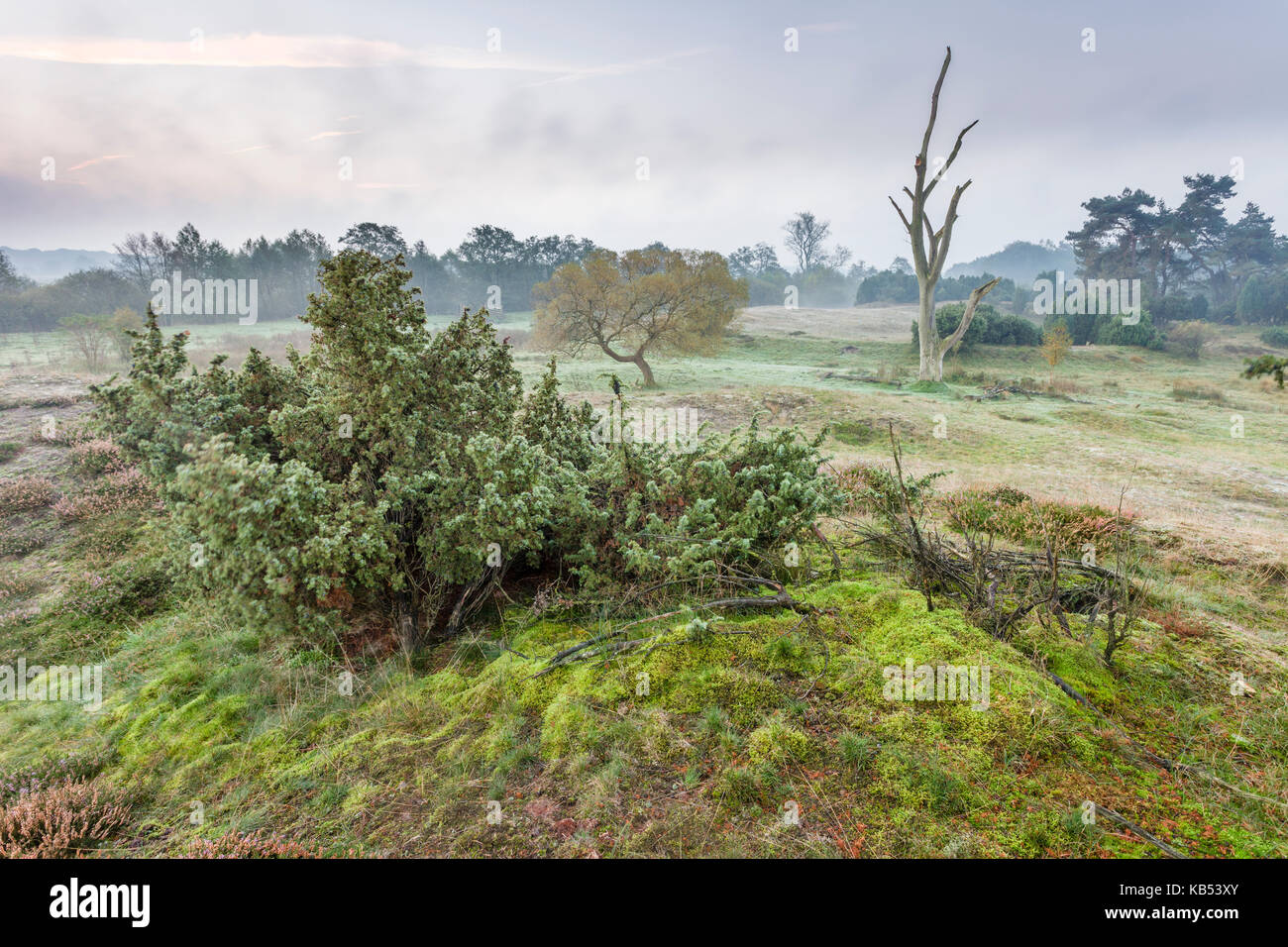 Prati sul fiume dune con comuni di ginepro (juniperus communis) e albero morto, Paesi Bassi Overijssel, vecht, junner koeland Foto Stock