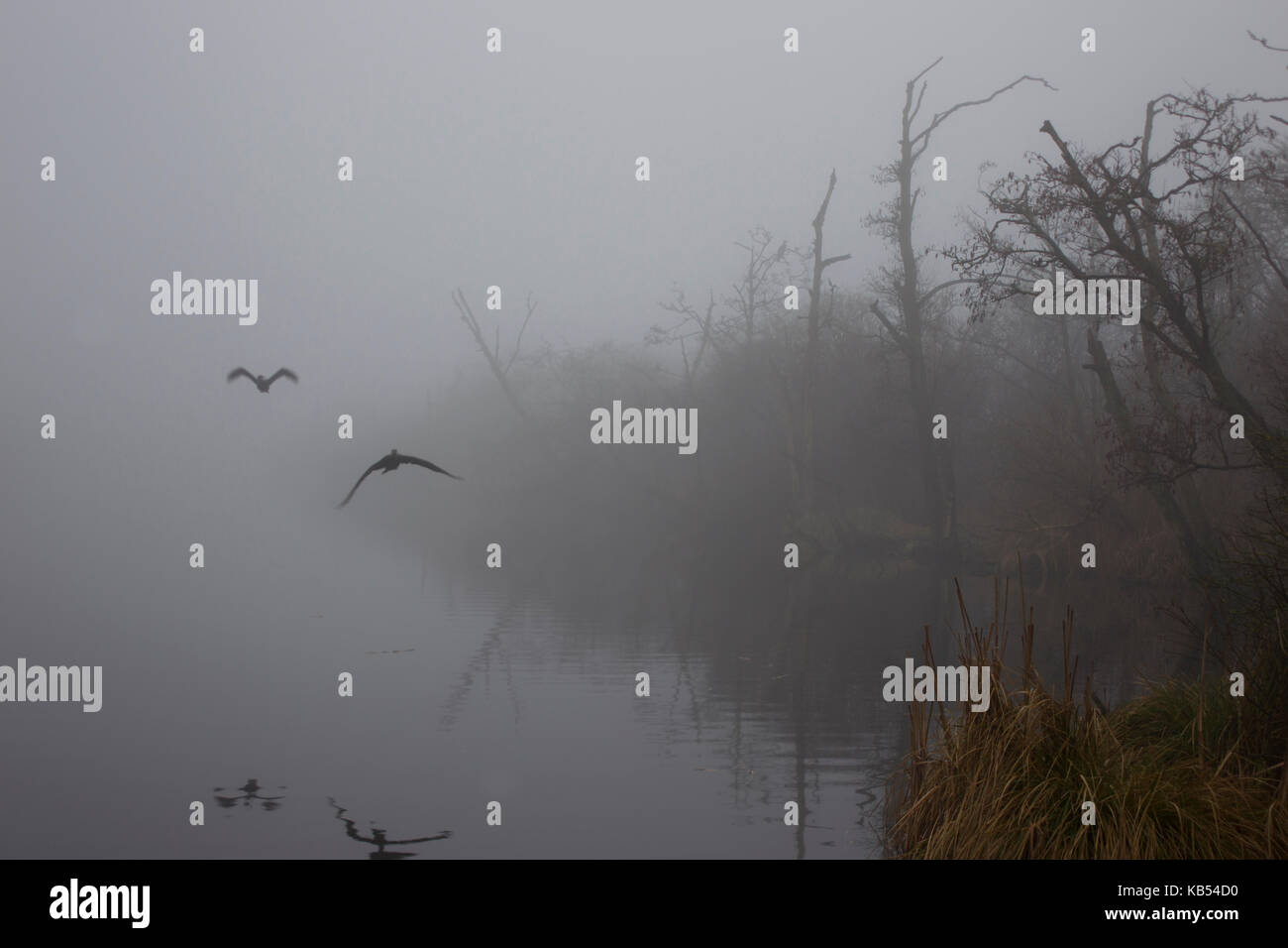 Grande cormorano (Phalacrocorax carbo) battenti sebbene misty, lugubre paesaggio, Paesi Bassi Foto Stock