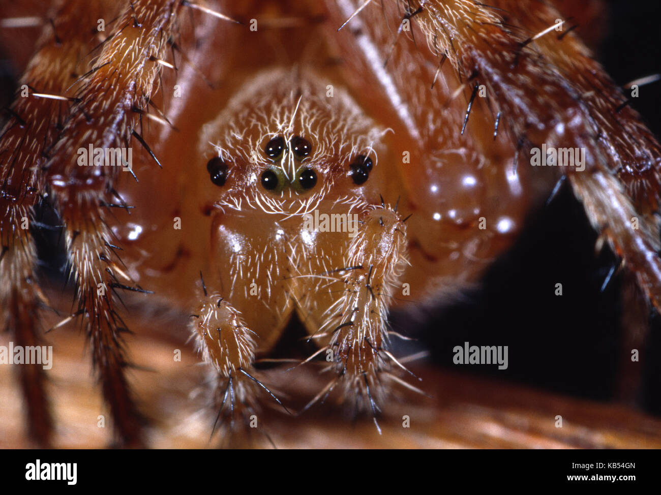 Giardino europeo spider (araneus diadematus) ritratto nel vicino Belgio Foto Stock