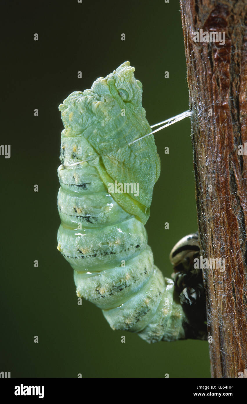 Il vecchio mondo coda forcuta (papilio machaon) crisalide nel vicino Belgio Foto Stock