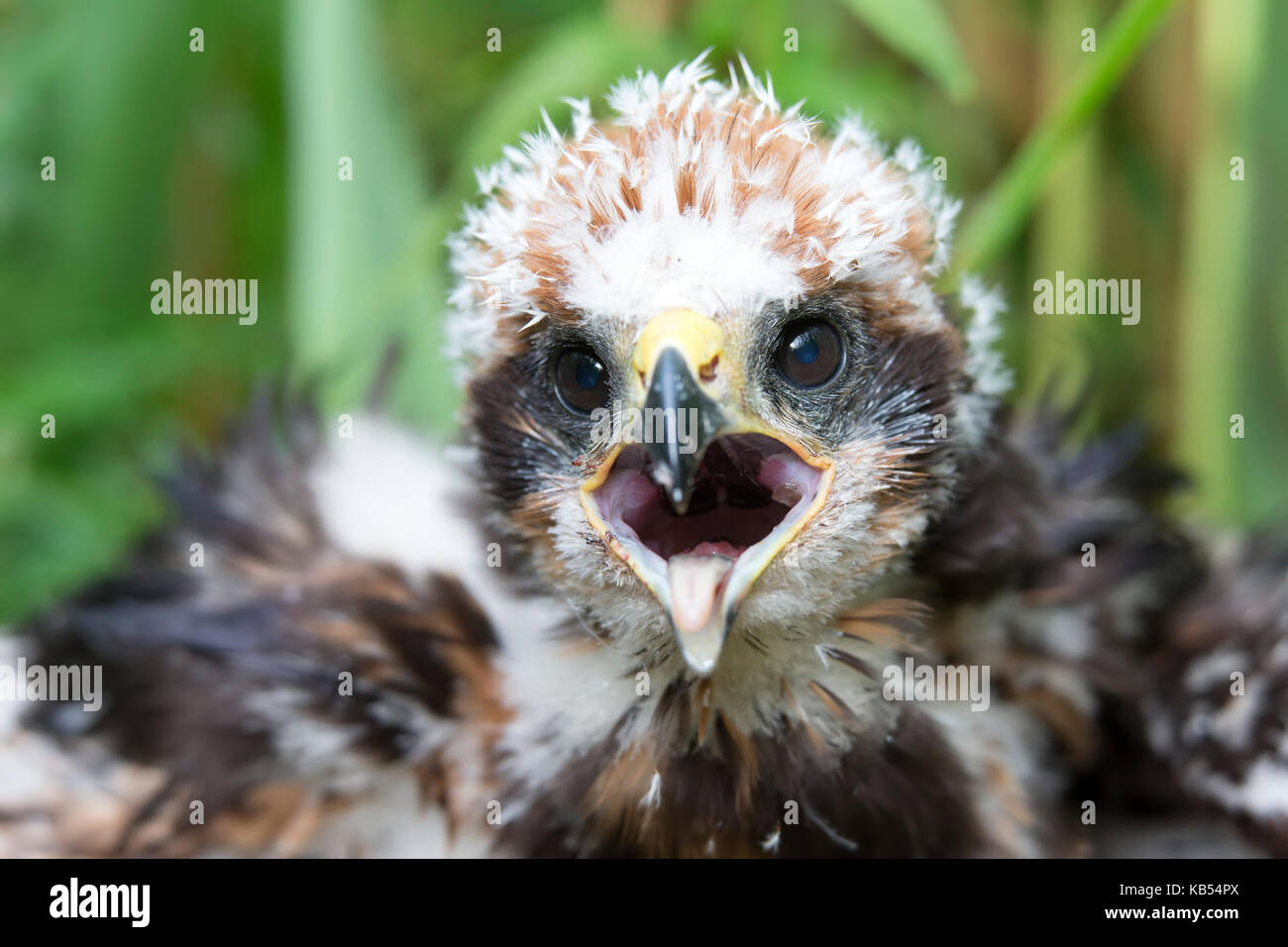 Western Marsh Harrier (Circus aeruginosus) chick guardando la fotocamera durante la ricerca per la protezione del nido, Paesi Bassi zuid-HOLLAND Foto Stock