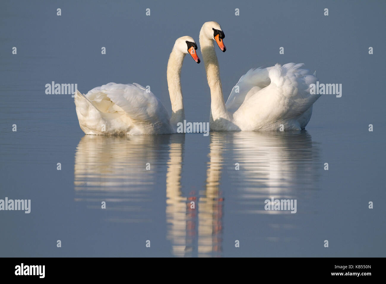 Cigno (Cygnus olor) coppia costituente il corteggiamento, Paesi Bassi, Flevoland, oostvaardersplassen Foto Stock