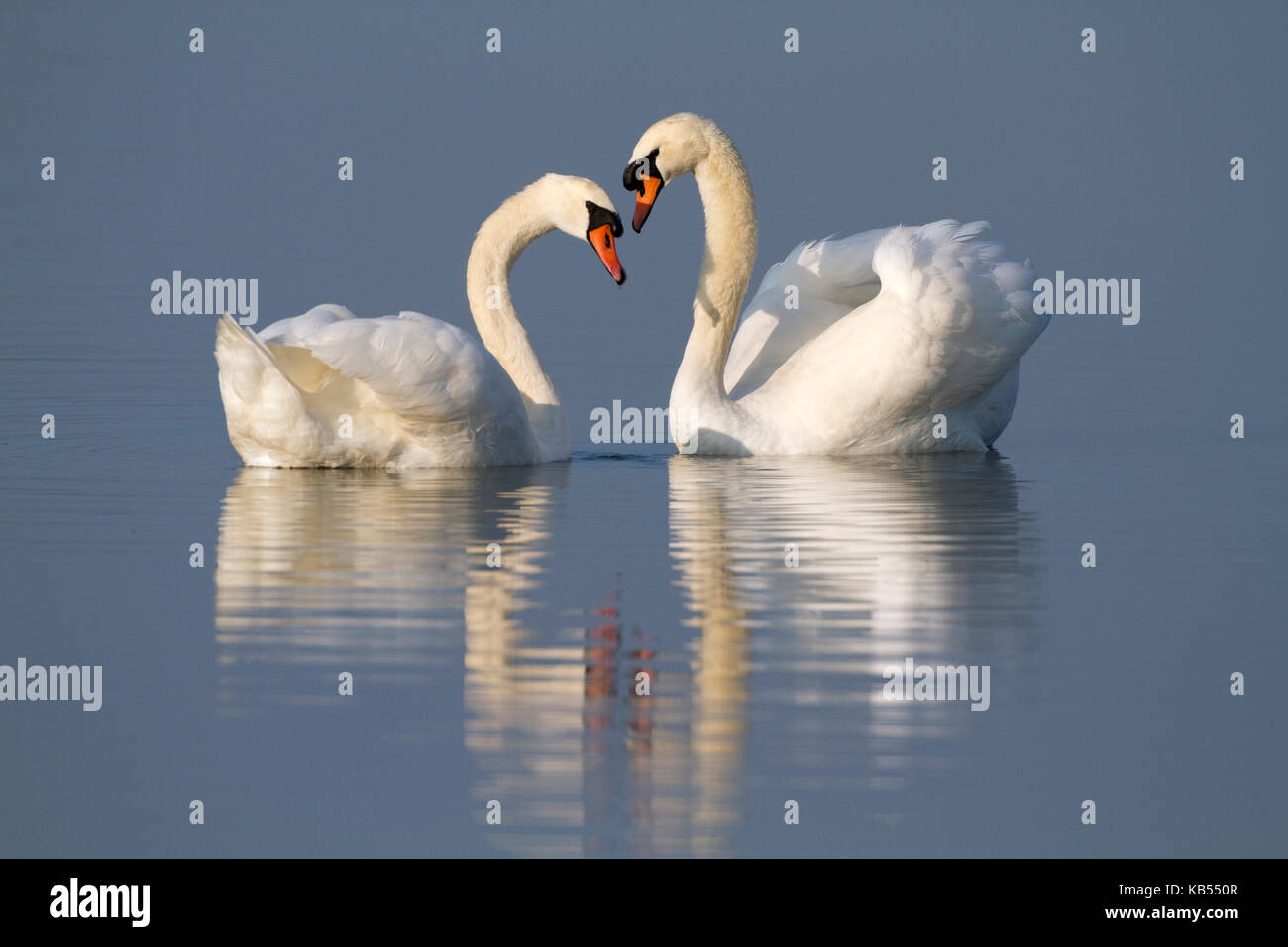 Cigno (Cygnus olor) coppia costituente il corteggiamento, Paesi Bassi, Flevoland, oostvaardersplassen Foto Stock