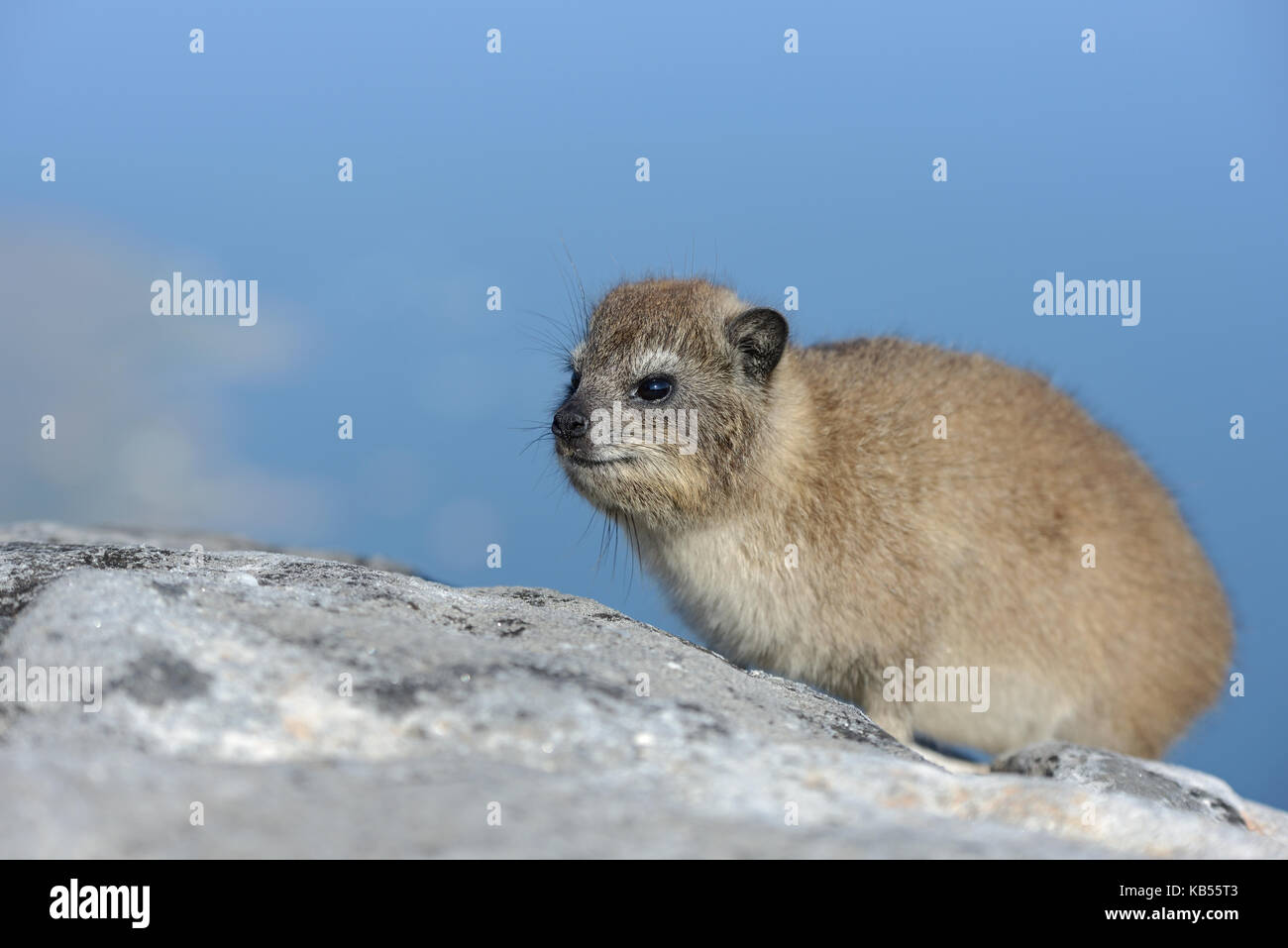 Rock dassie (Procavia capensis) giovani si appollaia su una roccia nel table mountain, sud africa, Western Cape, table mountain Foto Stock