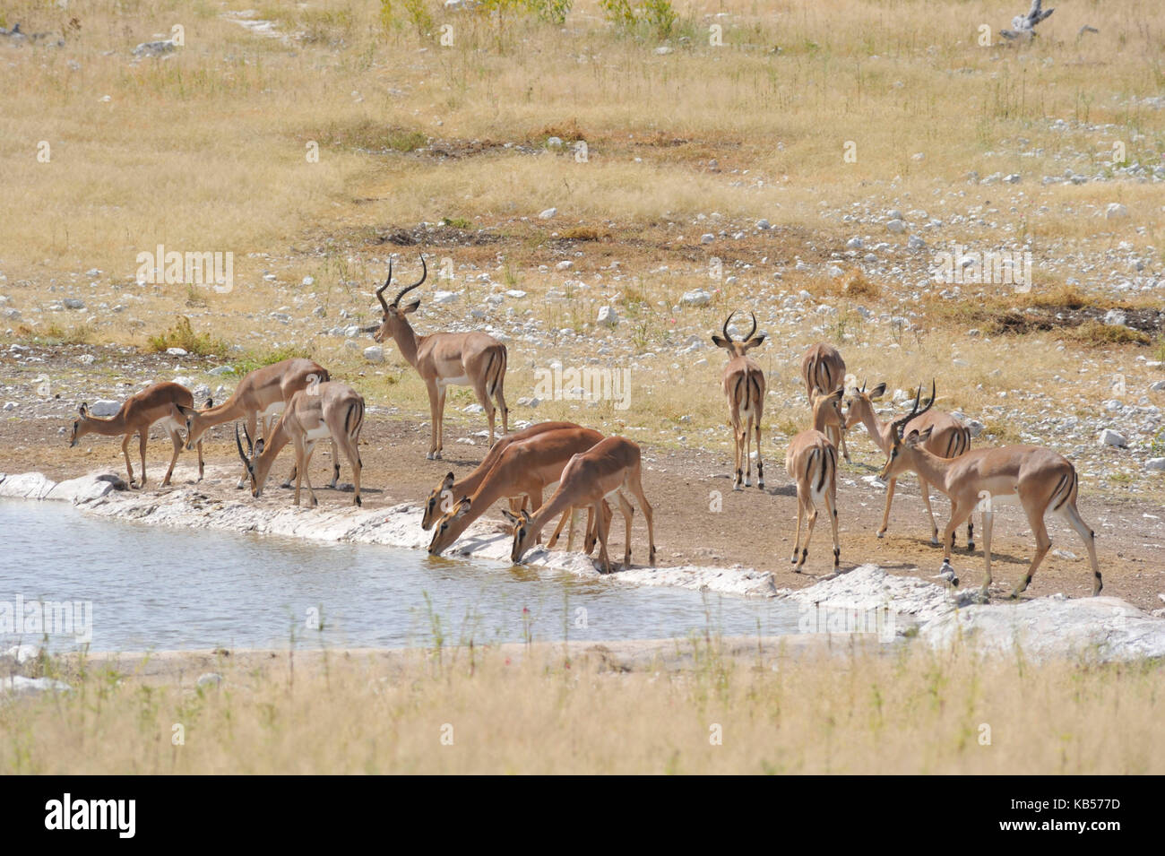 La Namibia, Kunene, il parco nazionale di Etosha, impala (aepyceros melampus) Foto Stock