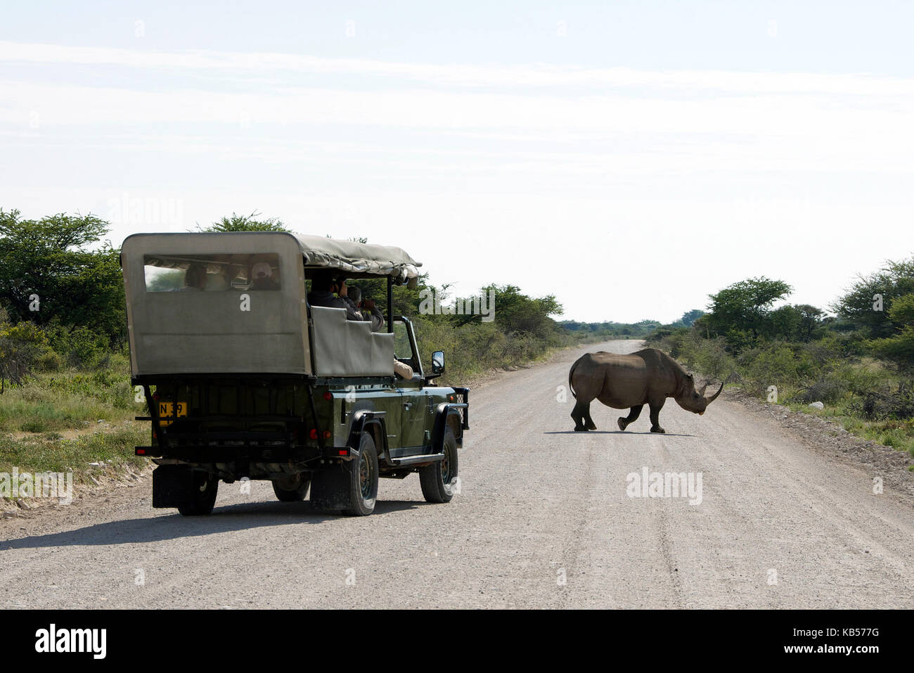 Namibia, Kunene, Parco Nazionale di Etosha, rinoceronte nero (Diceros bicornis) che attraversa la strada Foto Stock