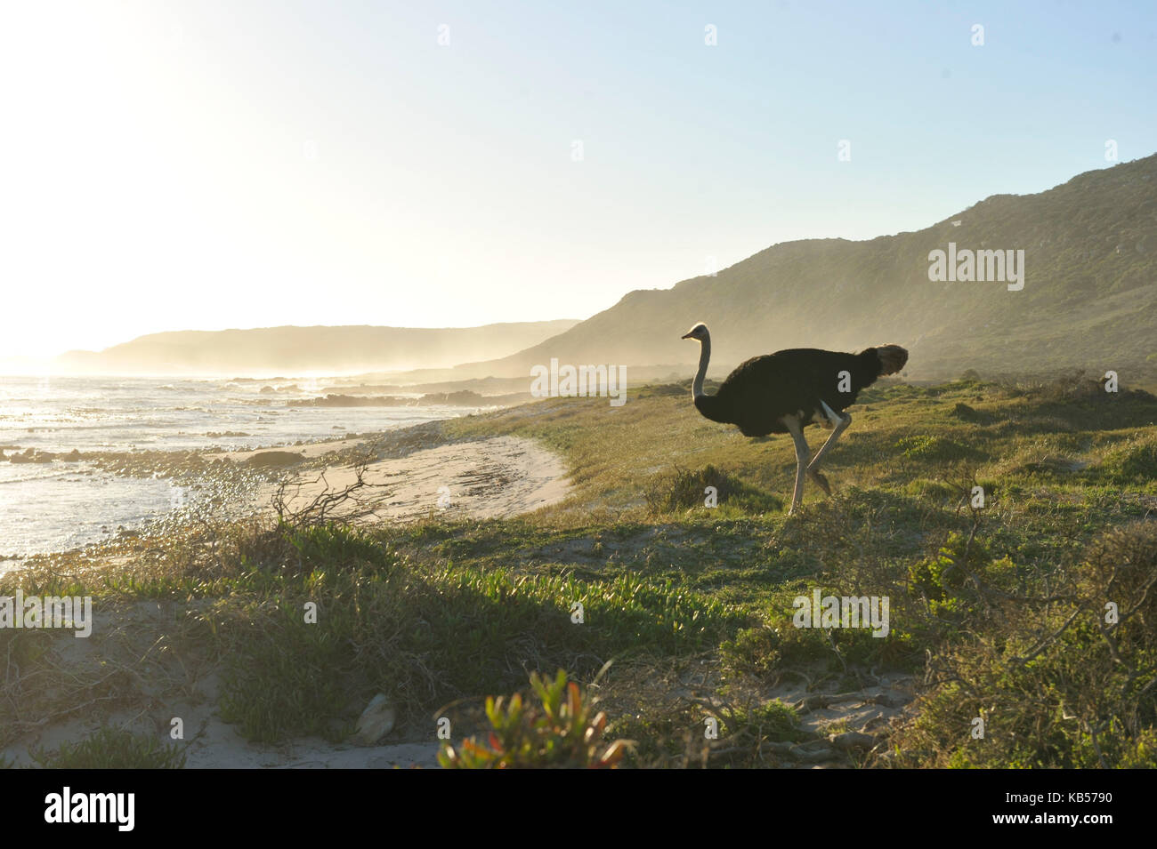 Sud Africa, Western Cape, Cape Peninsula, Capo di Buona Speranza riserva naturale, Capo di Buona Speranza, struzzo sulla spiaggia Foto Stock