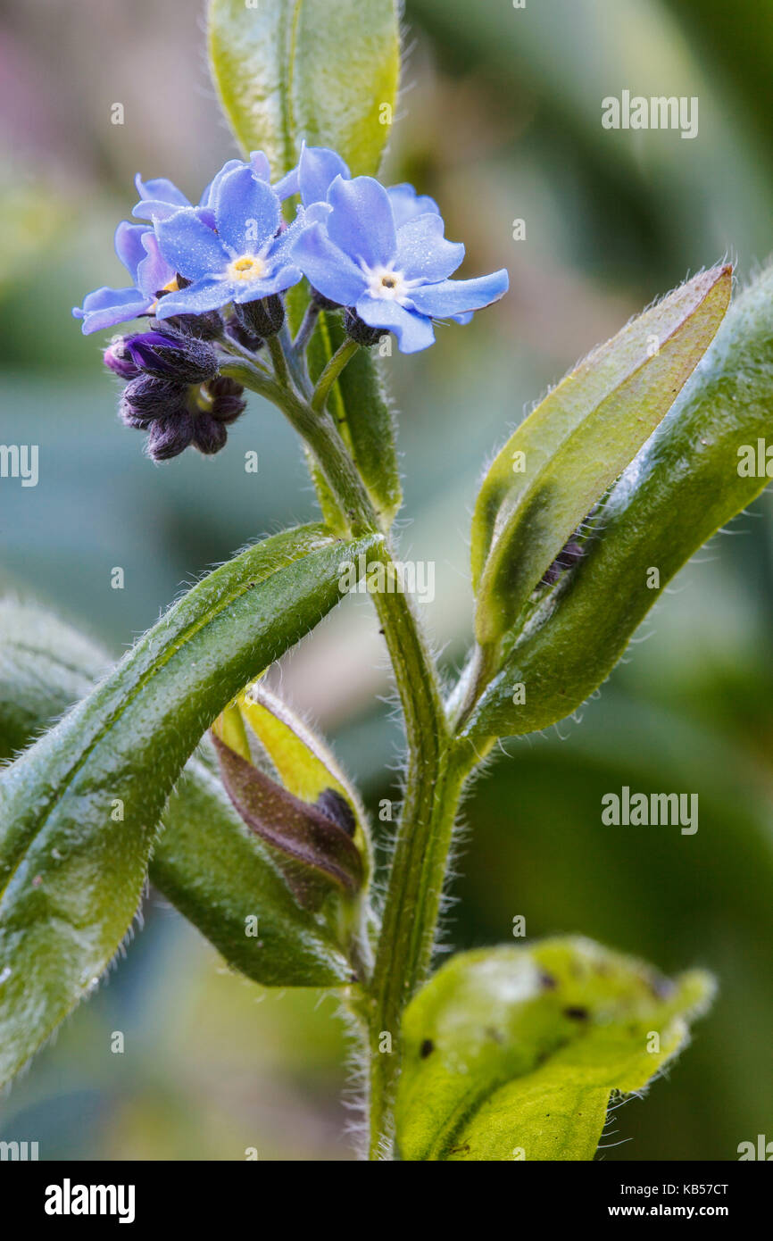 Dimenticare-me-non fiorisce, myosotis sylvatica Foto Stock