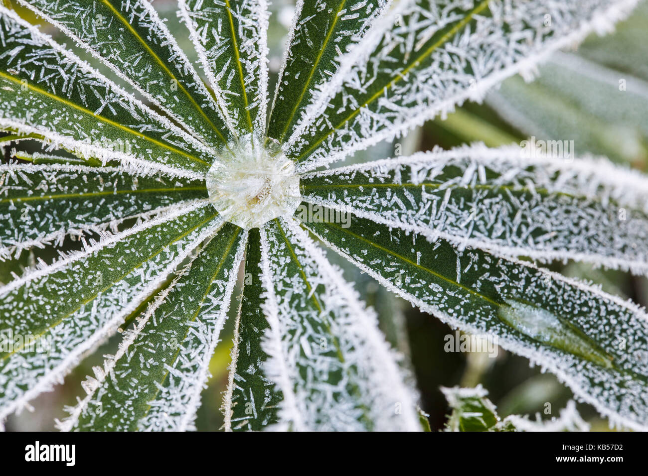 Frost coperto di foglie di lupinus Foto Stock