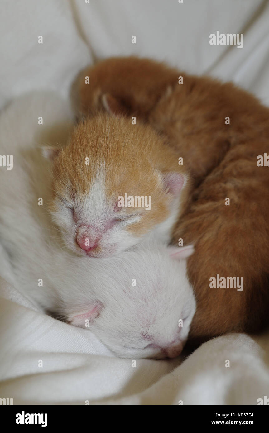 Tre giorni gattino con gli occhi chiusi nella casella whelping Foto Stock