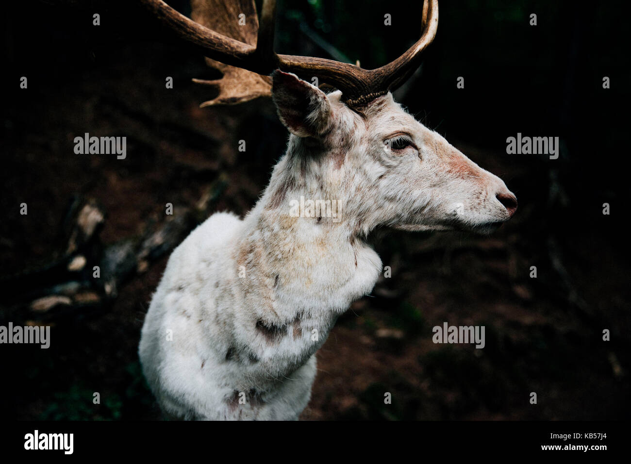 White Deer, close-up Foto Stock