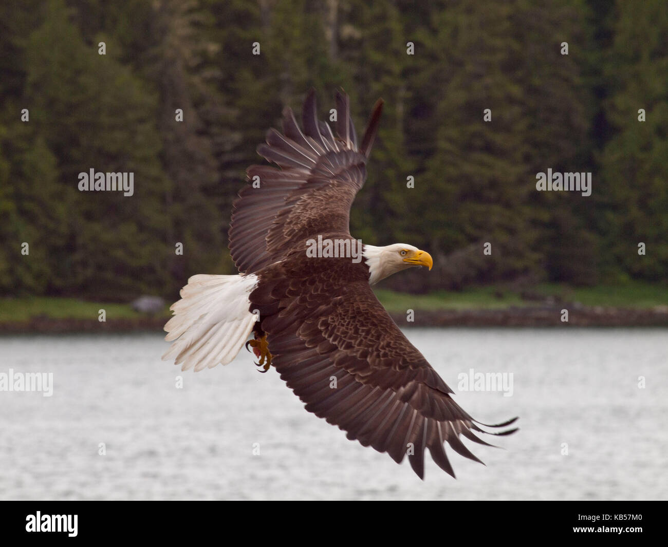 Aquila calva in volo Foto Stock