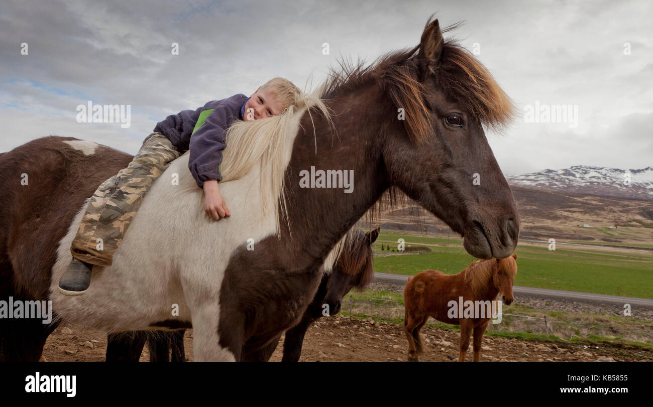 Giovane ragazzo su un cavallo, Islanda Foto Stock