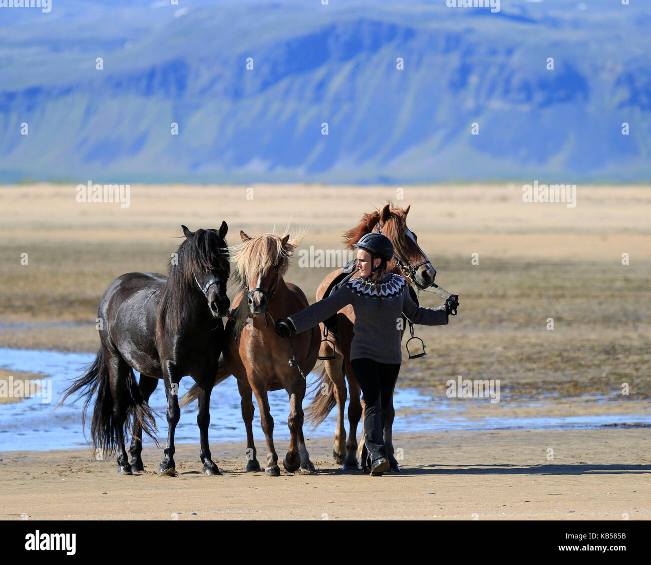 Passeggiate a cavallo sulla spiaggia longufjordur, snaefellsnes peninsula, Islanda Foto Stock