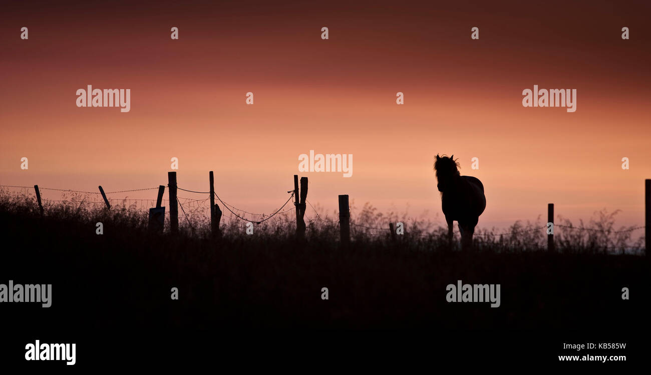 Cavallo islandese, estate il sole di mezzanotte, Islanda Foto Stock