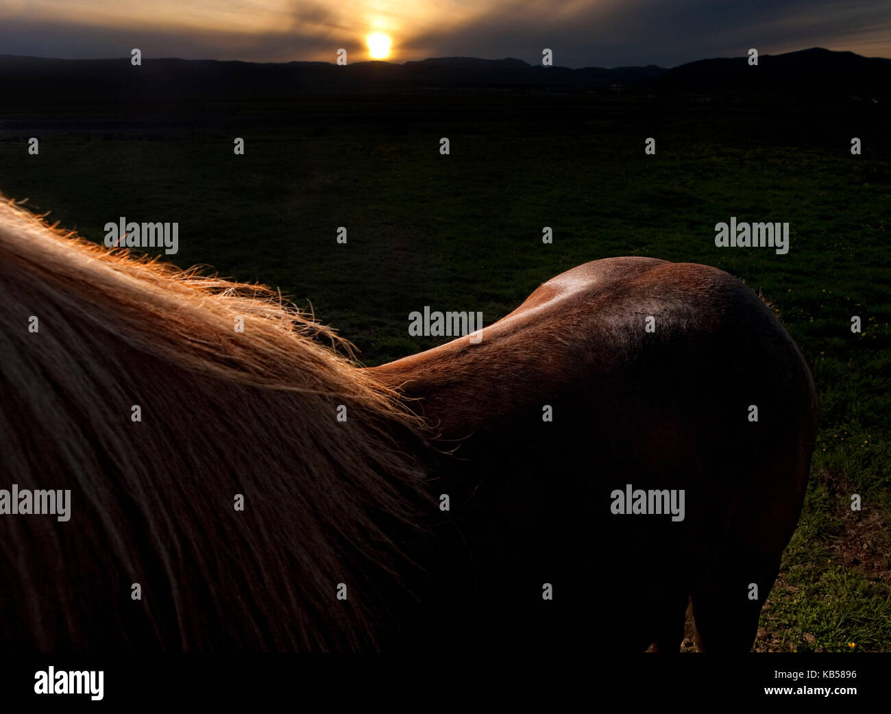 Cerchio di luce marrone sul cavallo islandese, Islanda Foto Stock