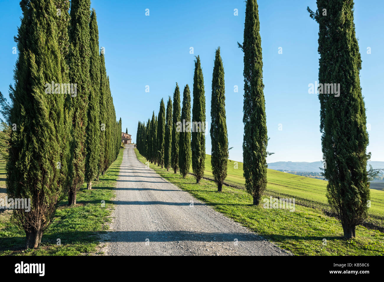 Un tipico paesaggio toscano con viale di cipressi e lunghe ombre della sera ha portato ad una piccola villa su una verde collina Foto Stock