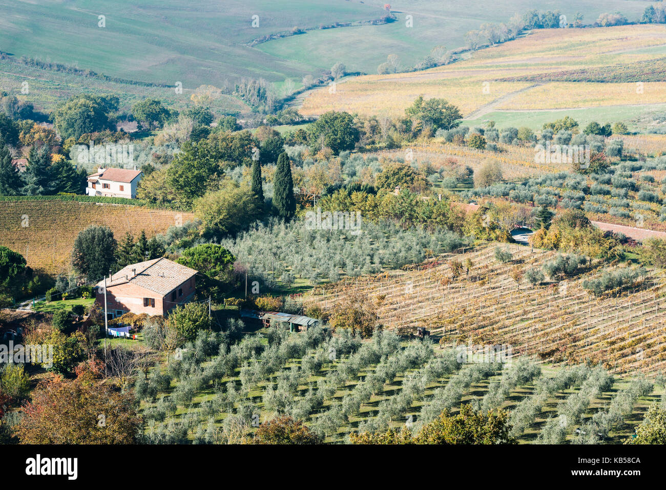 Un paesaggio tipico toscano con vasti campi di vigna verdi, gialli e rossi, filari di ulivi, piccoli edifici, vicoli di cipressi e colorata foresta autunnale Foto Stock