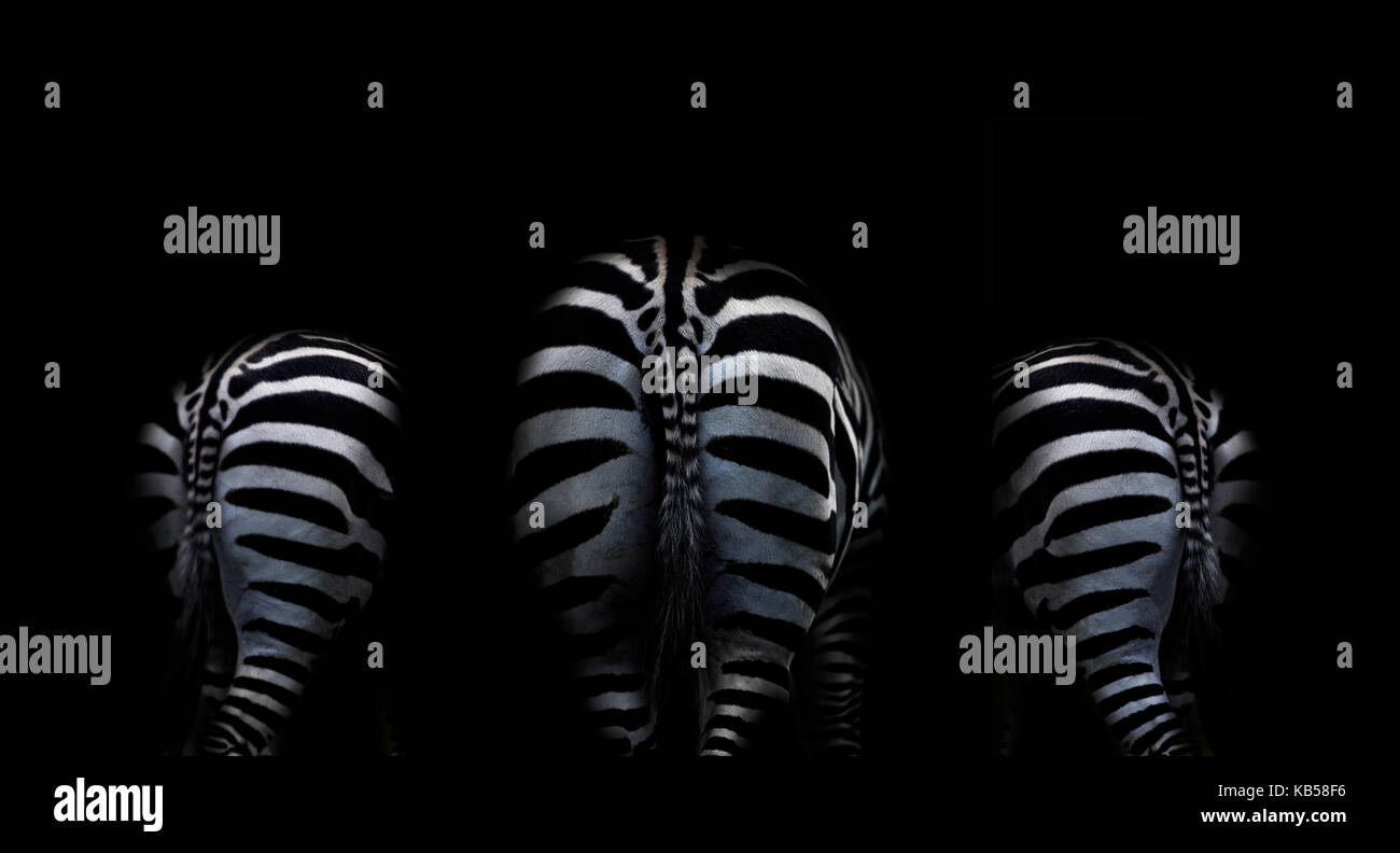 Zebra bootaligious battuta su nero Foto Stock