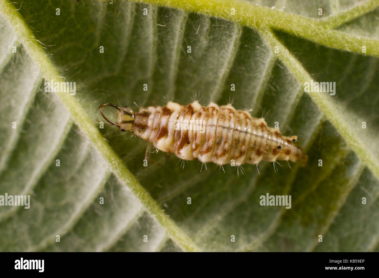 Chrysopidae, neuropterans, green lacewing larva, la maggior parte delle specie di lacewings e le loro larve sono attivi predatori e vengono spesso utilizzate per la bio. controllo Foto Stock