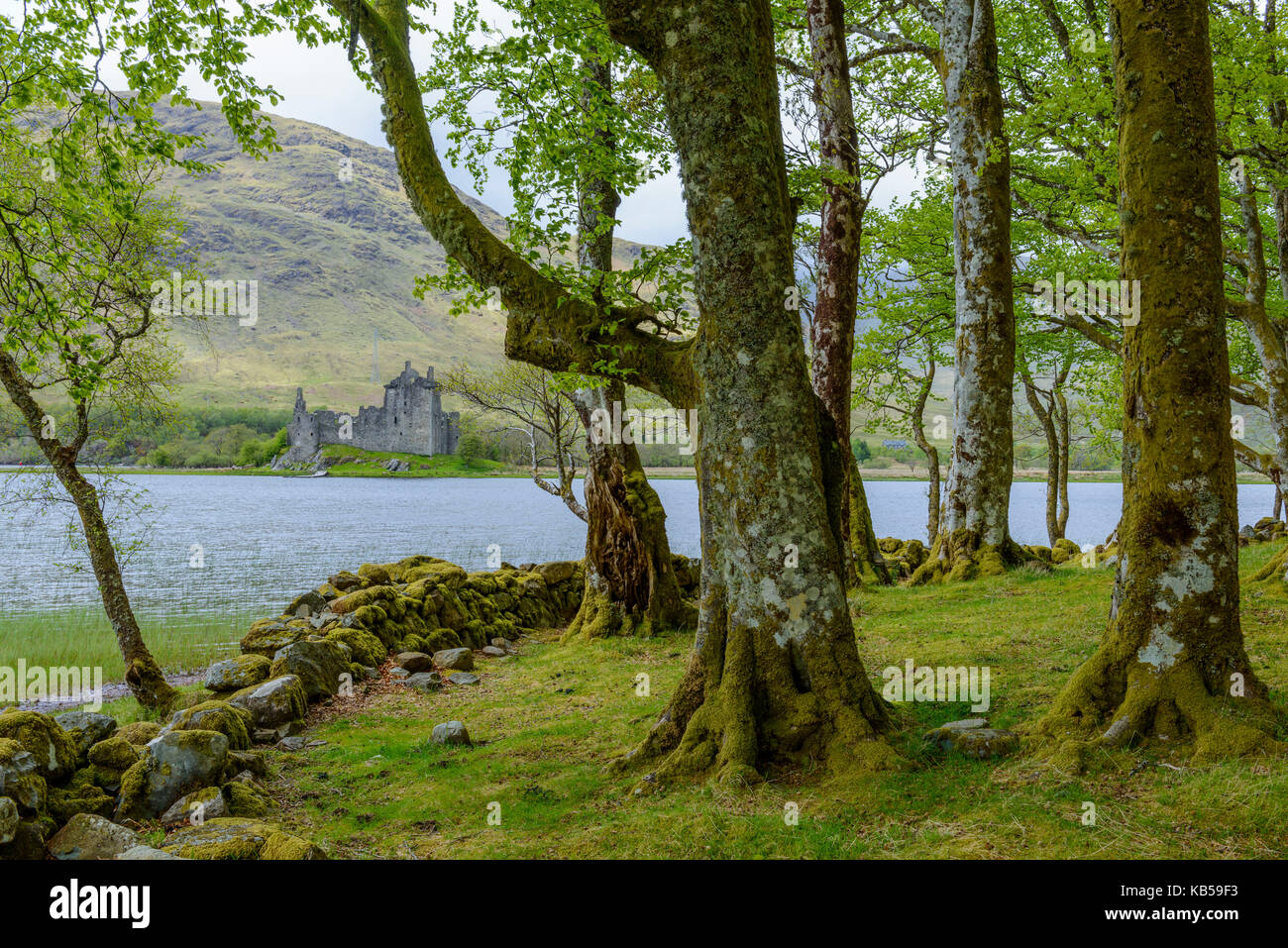 Piccolo bosco di faggio sul bordo di un lago di Kilchurn Castle e Loch Awe, Scotland, Regno Unito Foto Stock