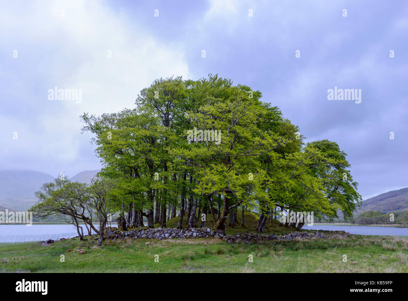 Piccolo bosco di faggio sul bordo di un lago di Loch Awe, Scotland, Regno Unito Foto Stock