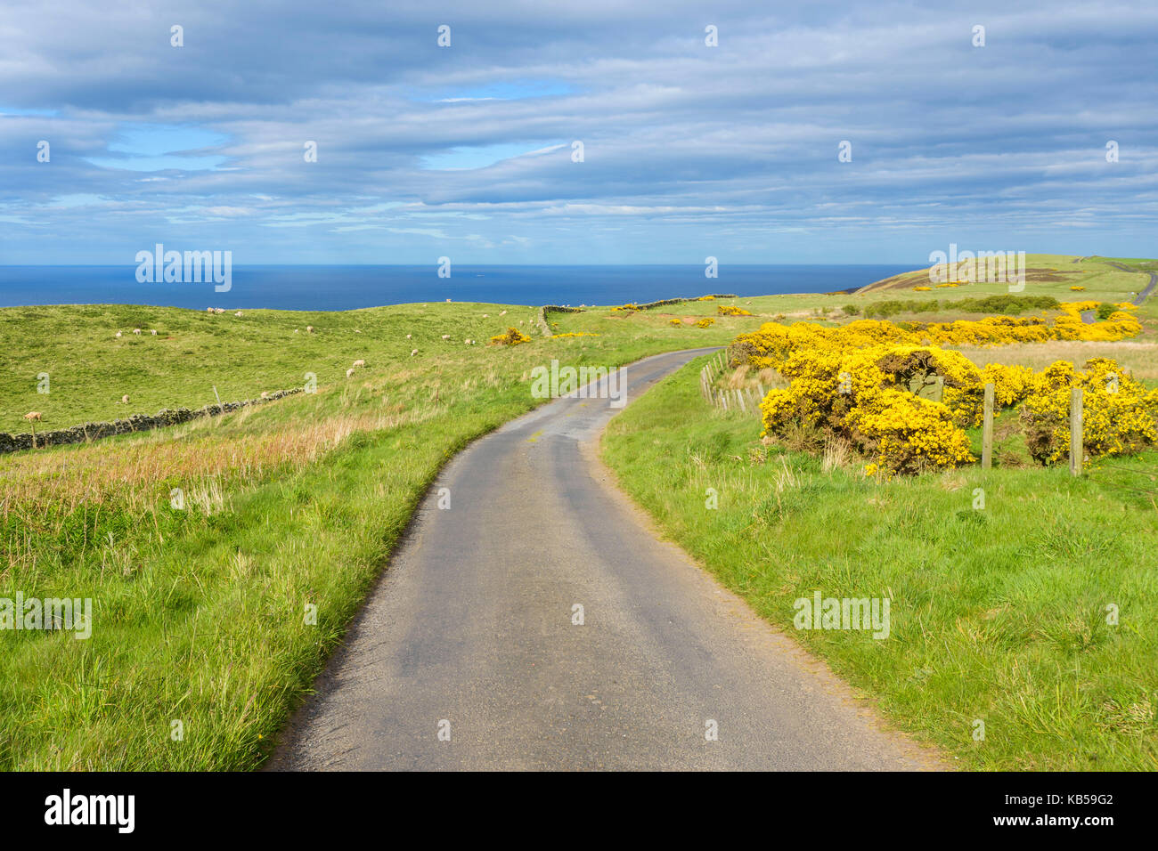Gorse comune con il trasporto su strada in primavera, Scotland, Regno Unito Foto Stock