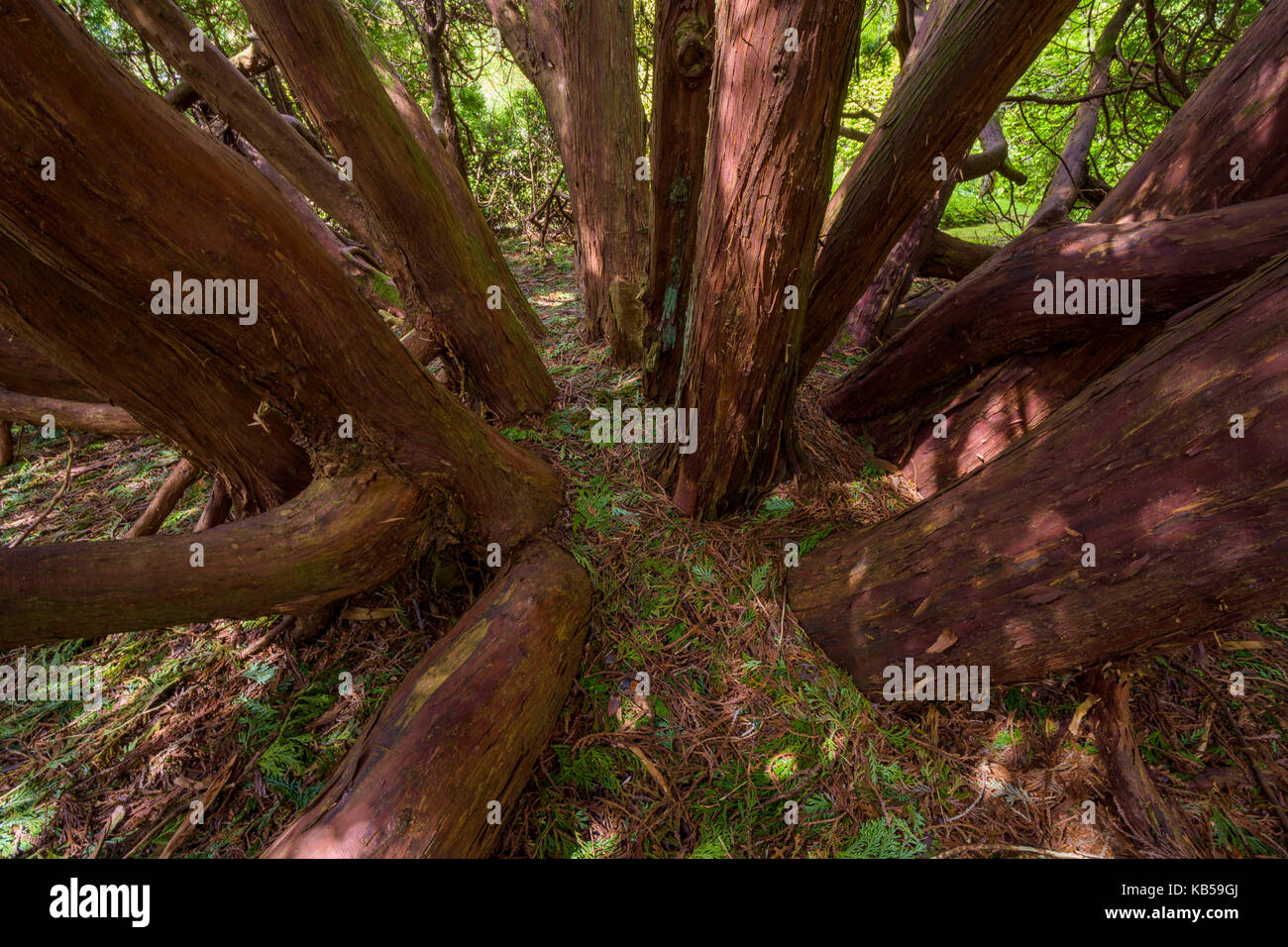 Grande vecchio cipresso interno, isola di Skye, Scotland, Regno Unito Foto Stock