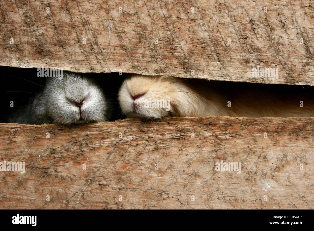 Due coniglietti peep i loro nasi attraverso loro gabbia Foto Stock