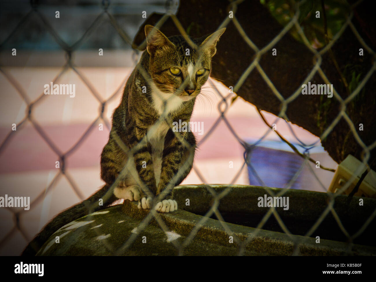 Un gatto randagio dietro una recinzione di maglia di catena, mostrando homelessness e trascurare Foto Stock