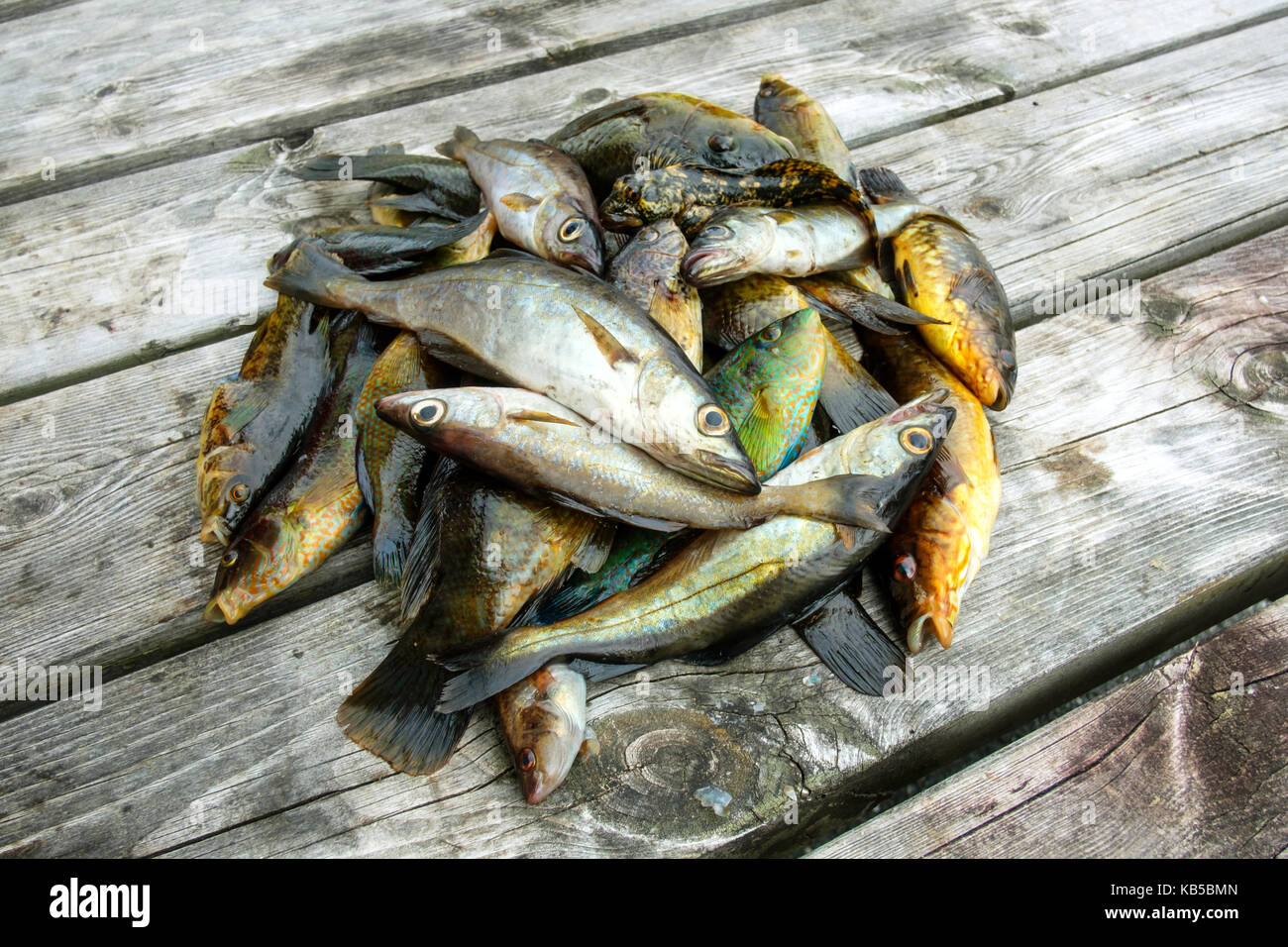 Cumulo di diversi pesce crudo Foto Stock