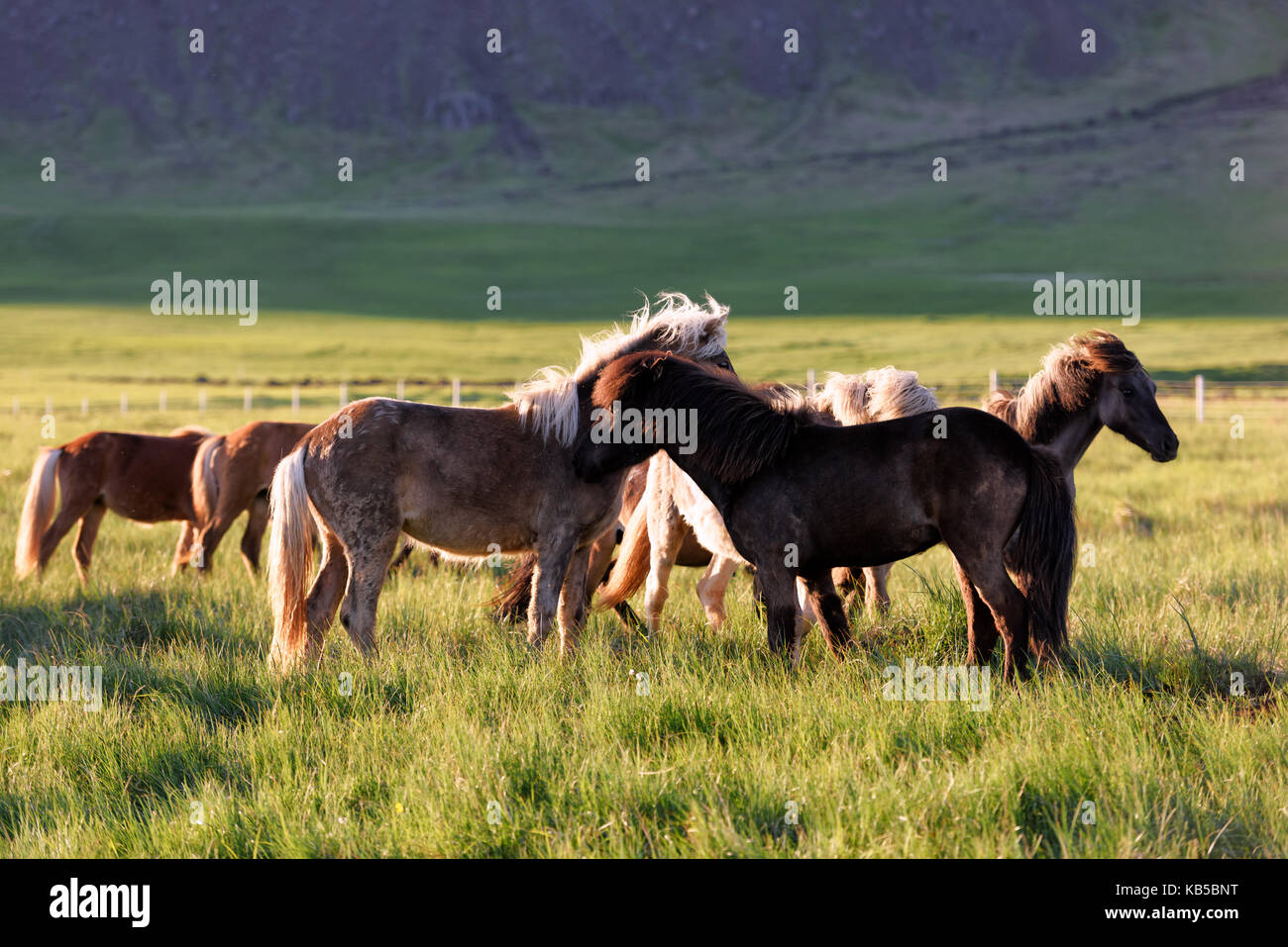 Allevamento di cavalli islandesi Foto Stock