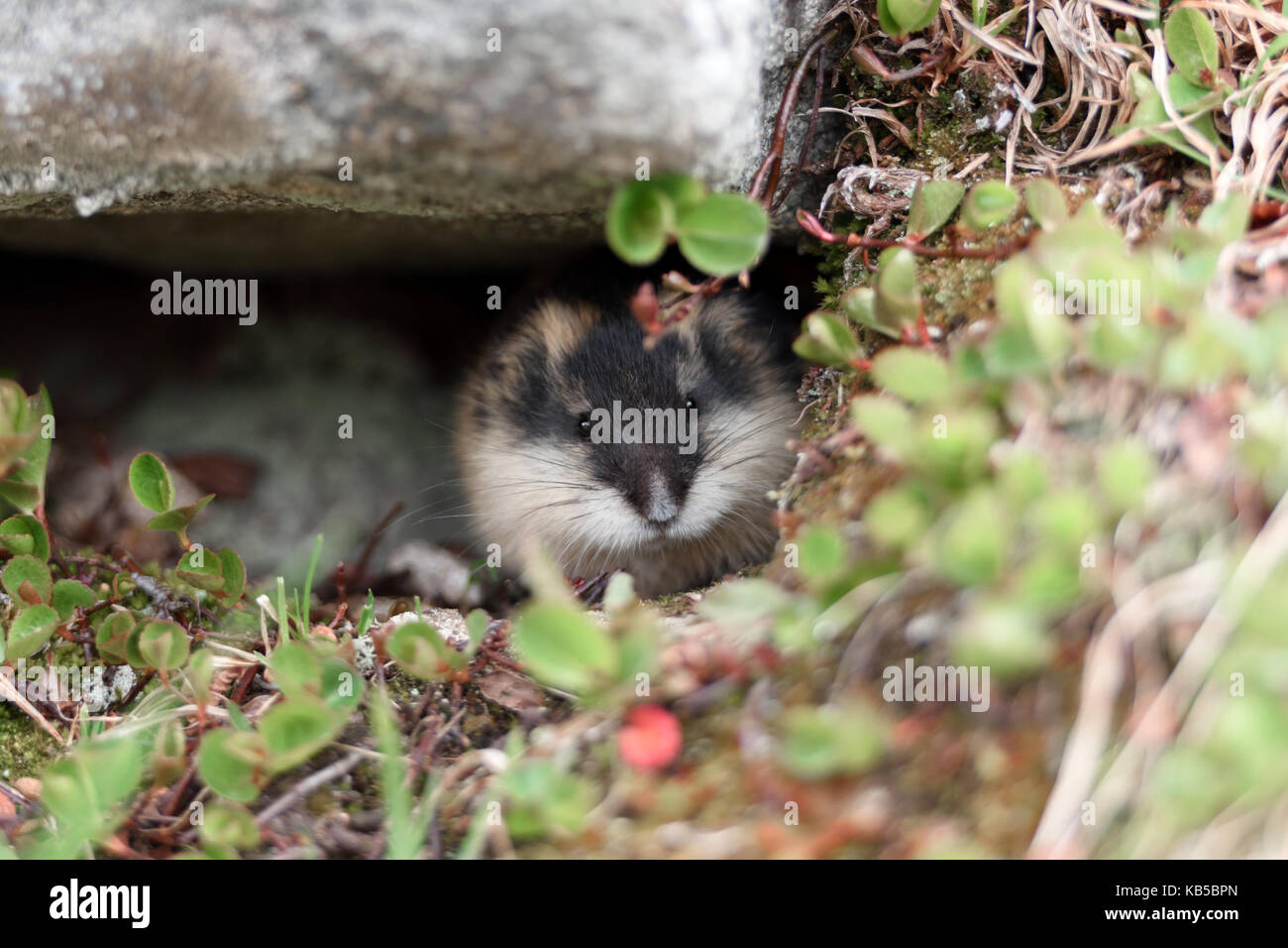Piccolo lemming norvegese Foto Stock