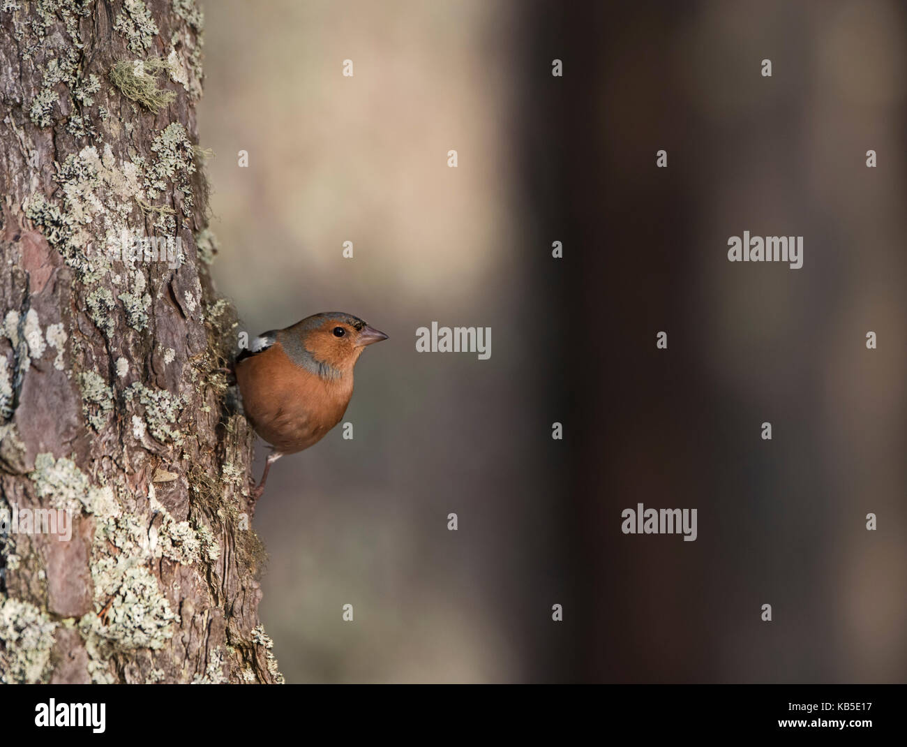Fringuello Fringilla coelebs maschio Norfolk UK Winter Foto Stock