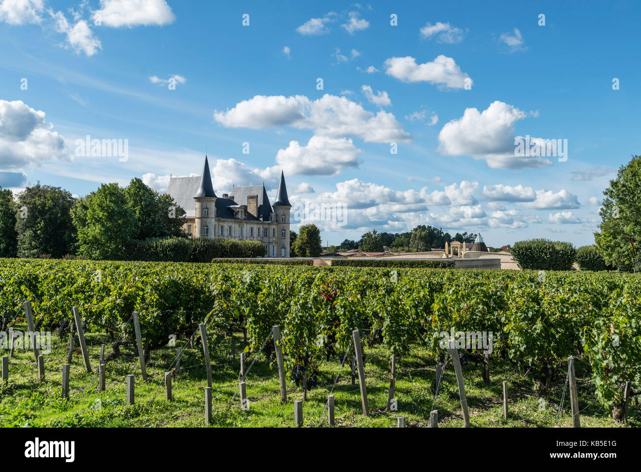 Chateau Pichon Baron , vigneto di Medoc, Margeaux, grevine, Bordeaux, Gironda, Aquitania, Francia, Europa, Foto Stock