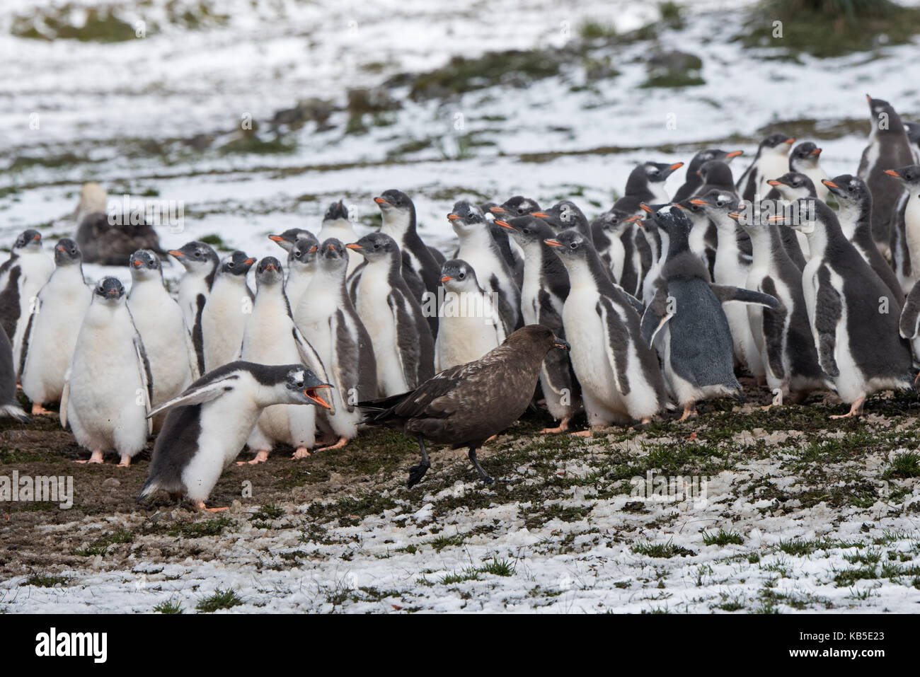 Gentoo Penguin Pygoscelis papua giovani sul bordo della creche essendo sgambate da Brown Skua Holmestrand Georgia del Sud Gennaio Foto Stock